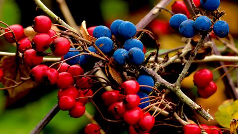Red and blue berries on branch