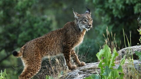 Iberian Lynx standing on rock