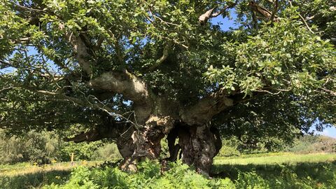 Large oak tree in the sun