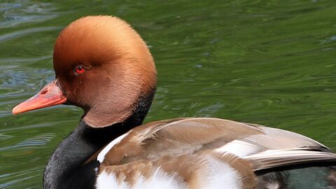 Small duck with red head and black, brown and white body feathers in water