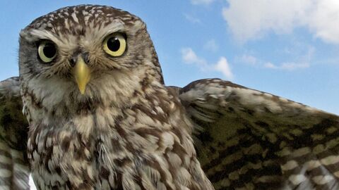 Little owl with wings out