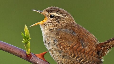 Wren singing while perched on spiked branch