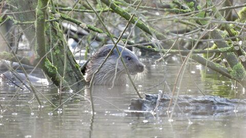 Otter in water surrounded by banches