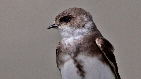 Sand Martin