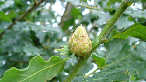 Growth on leaves of an oak tree
