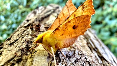 Yellow hairy moth standing on log