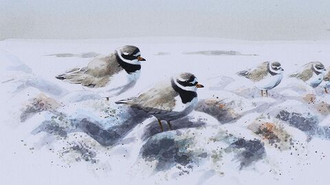 Ringed plovers in watercolour