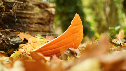 a pumpkin on a forest floor