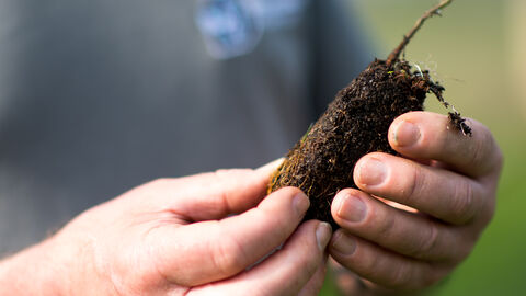 Hands holding a small plant root ball covered in soil.