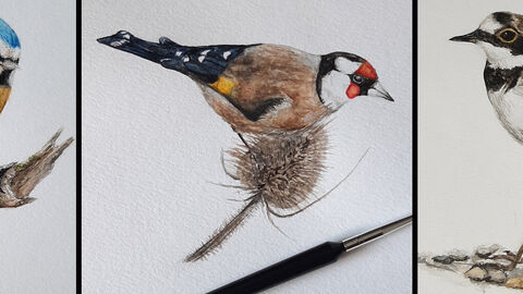 Illustrations of Blue Tit, Goldfinch and Lesser Ringed Plover