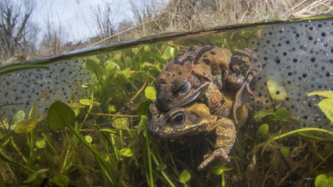 One frog on top of another frog underwater