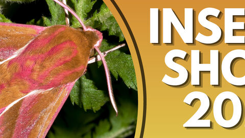 DaNES Insect Show 2026