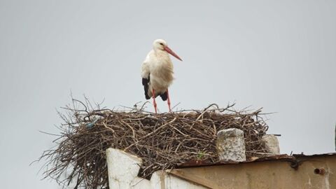 Bird perched on a nest on a rooftop