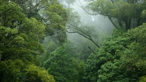 Dense tropical rainforest with mist in background