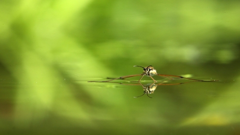 Pond skater