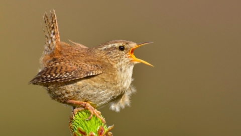 Wren singing