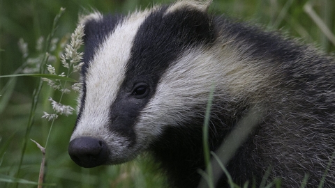 Badger