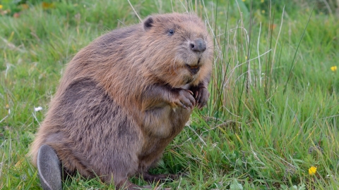 Beaver