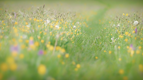 Wildflower meadow