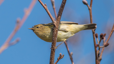 Chiff chaff on branch