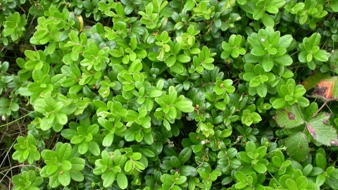 Cowberry