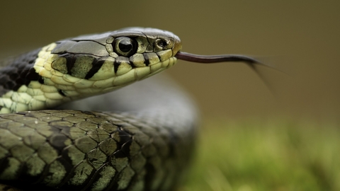 Grass Snake (Natrix natrix) basking in the spring, Cannock Chase, Staffordshire