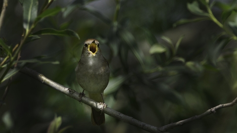 Nightingale Luscinia megarhynchos in song Norfolk May