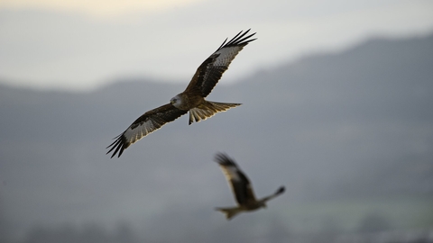 Red Kite Milvus milvus Galloway Scotland winter