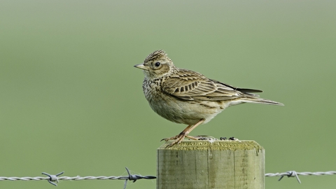 Small brown bird perched on fencepost