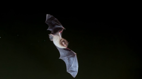 Daubenton's Bat, myotis daubentoni, adult, flying over water