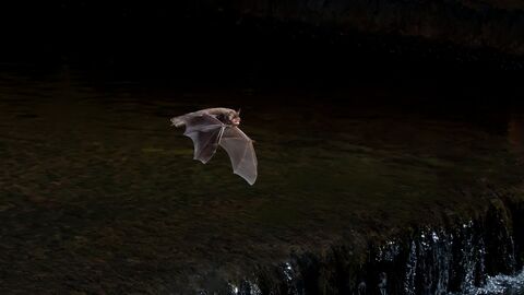 Daubenton's Bat, myotis daubentoni, sdult, flying over a weir, september - 