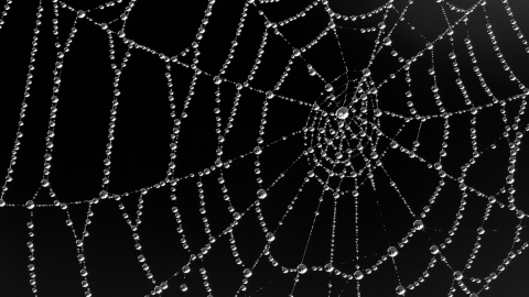 Spider's web covered in dew, Westhay SWT reserve, Somerset Levels, Somerset, England, UK - Guy Edwardes/2020VISION