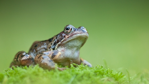 Common frog (Rana temporaria), Catcott Lows, Somerset Levels, Somerset, England, UK