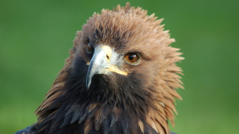 Golden Eagle