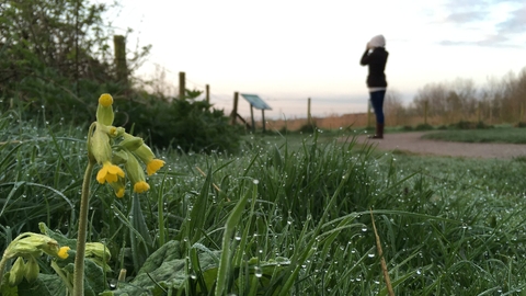 Cowslip and dew-soaked grass as a woman is birdwatching at Idle Valley Nature Reserve Nottinghamshire Wildlife Trust