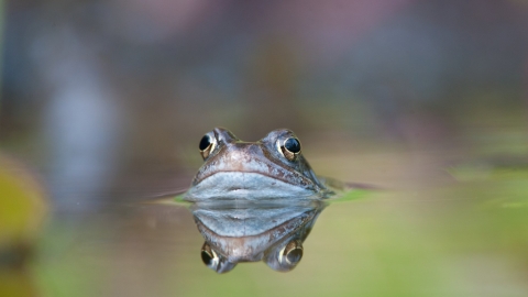 Common frog (Rana temporaria) in garden pond in spring, Warwickshire, UK