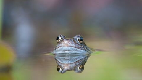 Common frog (Rana temporaria) in garden pond in spring, Warwickshire, UK