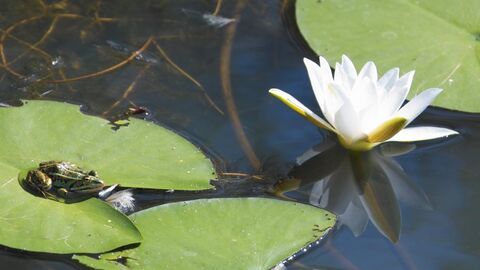 Marsh frog and water lily