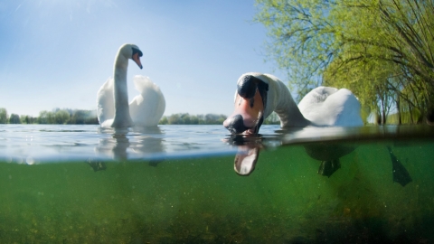 Mute swans
