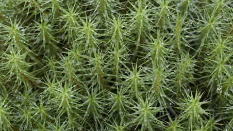 Common haircap moss growing en-masse
