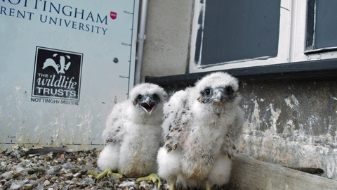 Peregrine chicks (NTU)