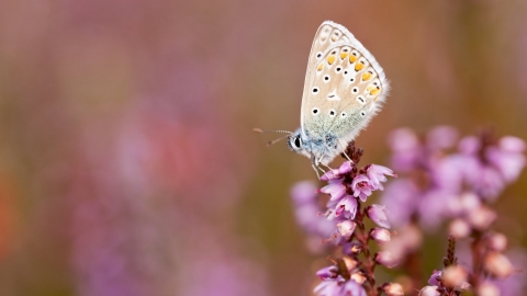 Common blue butterfly {Polyommatus icarus}, resting on flowering heather, Arne (RSPB) Nature Reserve, Dorset, UK. September 2011.