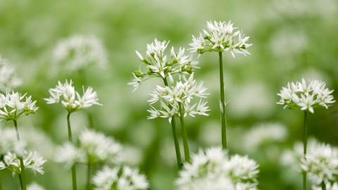 Wild garlic/Ramsons {Allium ursinum} in flower, woodland, Cornwall, UK. May 2012.