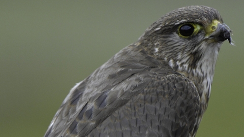 Female Merlin on perch bringing prey (Meadow Pipit chick) to it's own young at nest site in Sutherland, Scotland