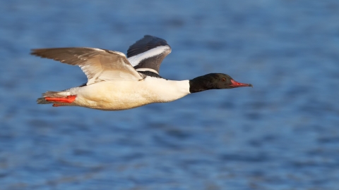Gooseander