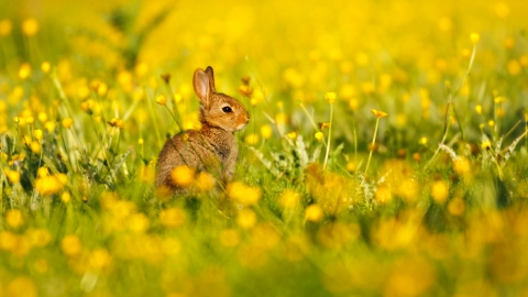 Rabbit in buttercups