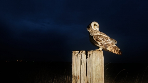 Short-eared owl (Asio flammeus) perched in conservation margin at edge of arable crop. Wallasea Wild Coast project, Essex. Camera trap photograph.