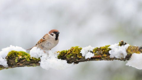 Tree sparrow in snow