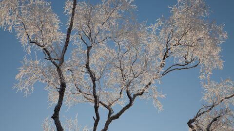 Silver birch (Betula pendula) coated in hoar frost, Creag Meagaidh NNR, Scotland, UK