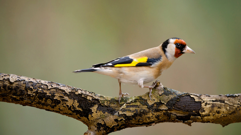 Goldfinch (Carduelis carduelis)